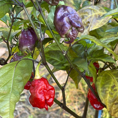 Purple Death - Seeds - The Pepper Pantry (Formerly Marie Sharp's)
